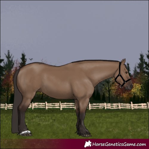 Horse Color:Liver Red Dun 
