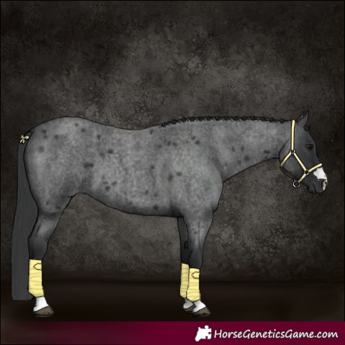 Horse Color:Blue Roan