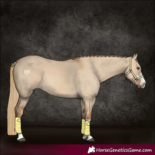 Horse Color:Red Dun 
