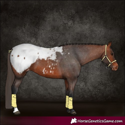 Horse Color:Bay Appaloosa