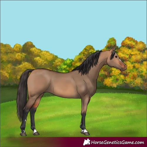 Horse Color:Bay Dun 