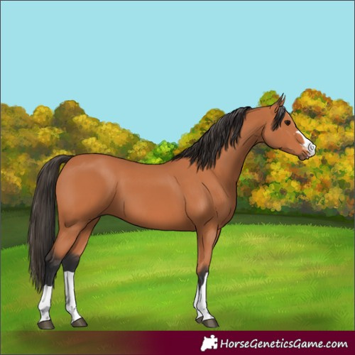 Horse Color:Bay 
