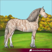 Horse Color:White Spotted Red Dun Rabicano and White Spotted Gold Champagne Dun Rabicano