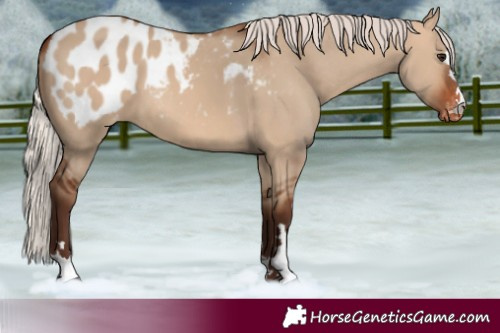 Horse Color:Silver Brown Dun Blanket