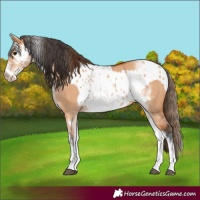 Horse Color:White Spotted Bay Dun Rabicano  and White Spotted Bay Dun Near Leopard Rabicano 