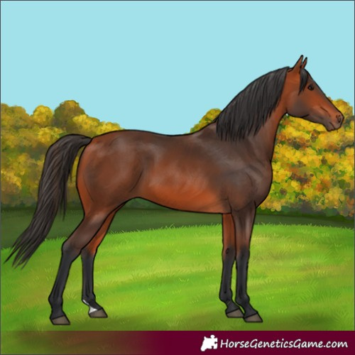 Horse Color:Bay 