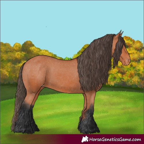 Horse Color:Bay Appaloosa