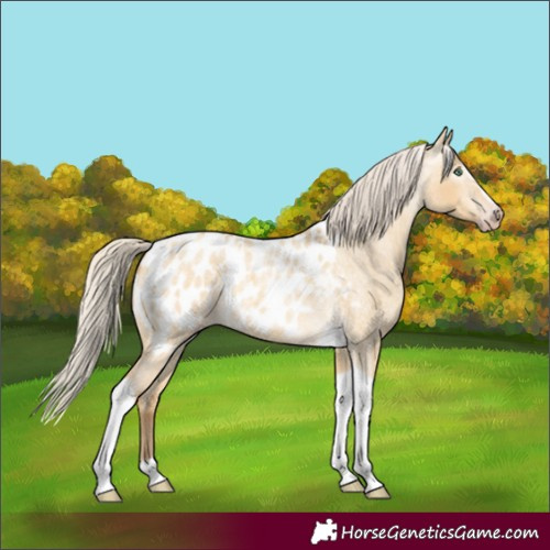 Horse Color:Gray Silver Amber Cream Champagne Roan Dun Splash Tobiano Frame Appaloosa Rabicano 
