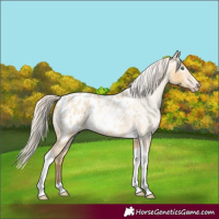Horse Color:Gray Silver Amber Cream Champagne Roan Dun Splash Tobiano Frame Appaloosa Rabicano 