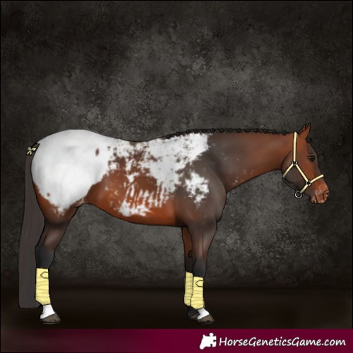 Horse Color:Bay Appaloosa 