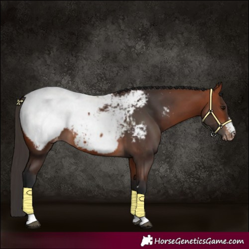 Horse Color:Bay Appaloosa