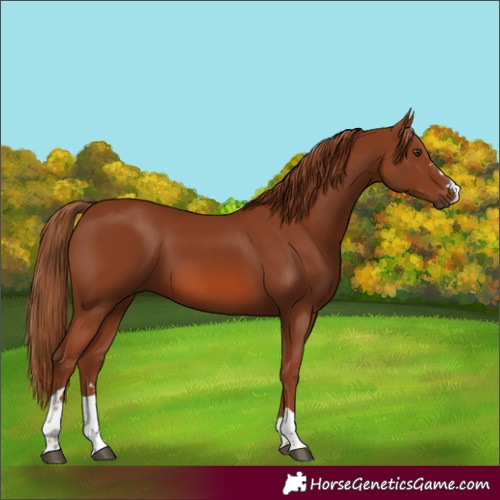 Horse Color:Chestnut 