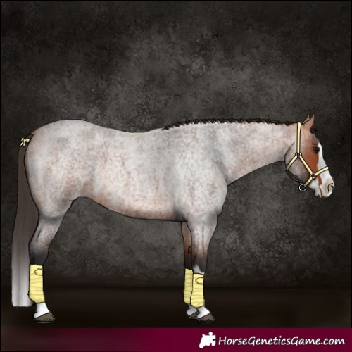Horse Color:Bay Roan Splash