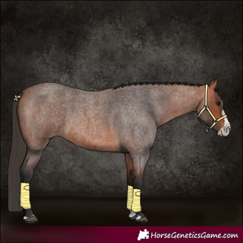 Horse Color:Bay Roan Splash 