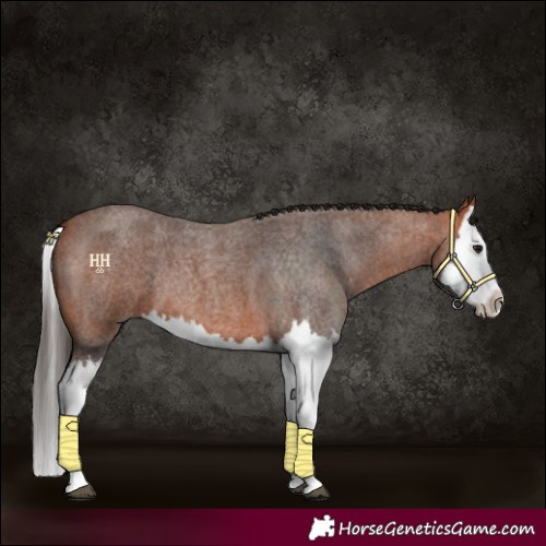 Horse Color:Bay Roan Splash 