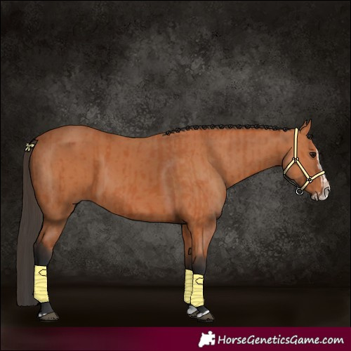 Horse Color:Bay and Bay Splash