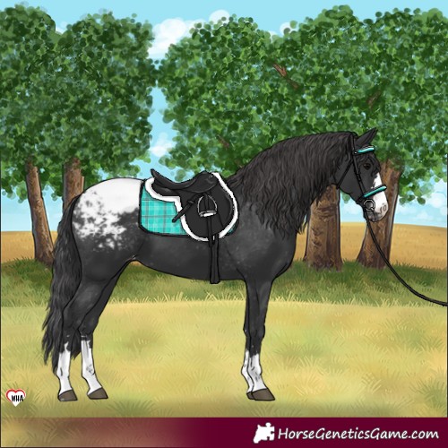 Horse Color:Black Appaloosa 
