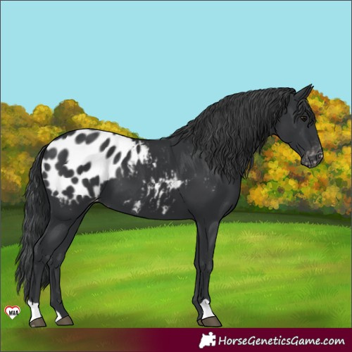 Horse Color:Black Appaloosa