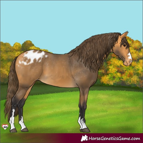 Horse Color:Buckskin Appaloosa 