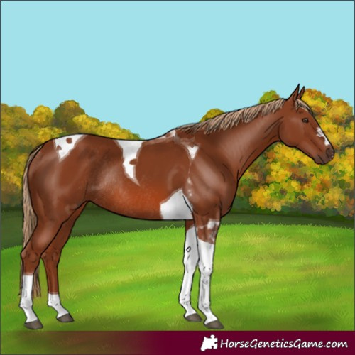 Horse Color:Chestnut Tobiano Rabicano 