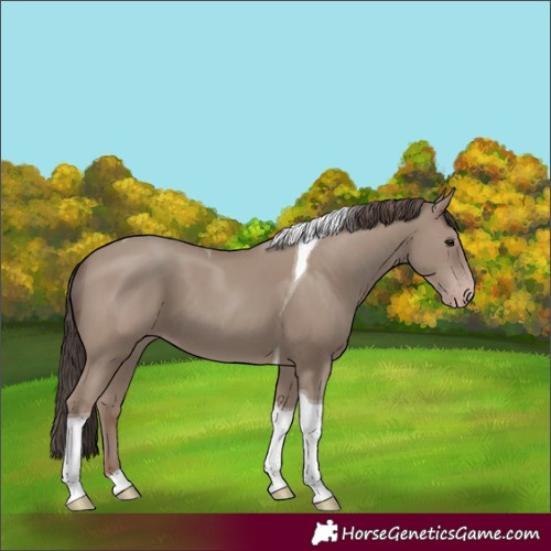 Horse Color:Classic Champagne Tobiano 