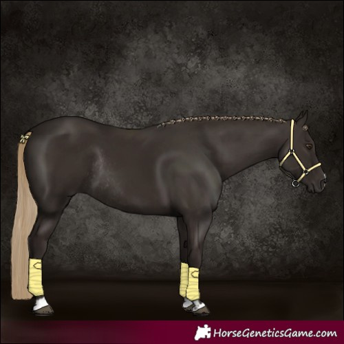 Horse Color:Liver Chestnut Rabicano