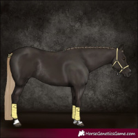 Horse Color:Liver Chestnut Rabicano
