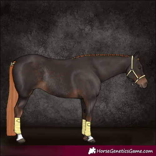 Horse Color:Liver Chestnut Rabicano