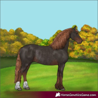 Horse Color:Liver Chestnut Rabicano