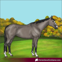 Horse Color:Grullo Rabicano 