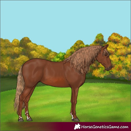 Horse Color:Chestnut 