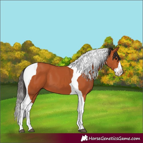 Horse Color:Bay Splash Tobiano 