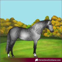 Horse Color:Gray Black 