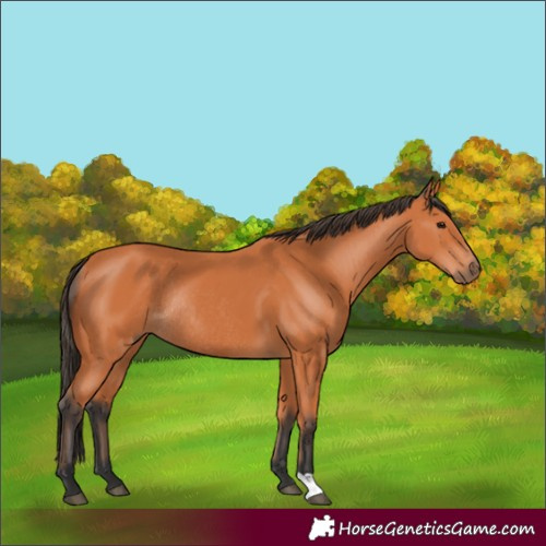 Horse Color:Bay Rabicano