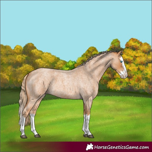 Horse Color:Red Roan Splash