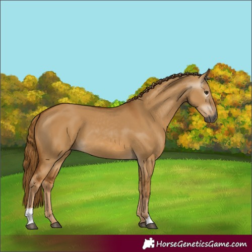 Horse Color:Gray Red Dun