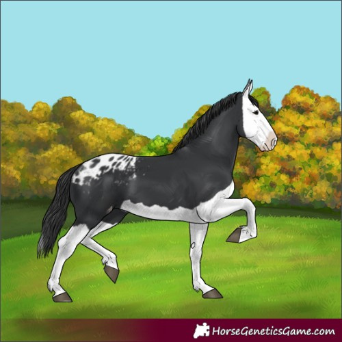 Horse Color:Black Splash Blanket 