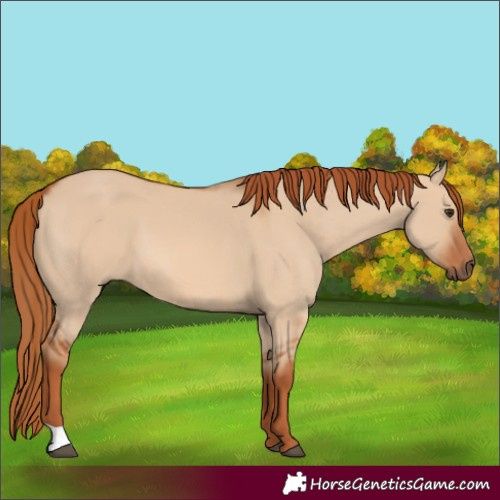Horse Color:Red Dun