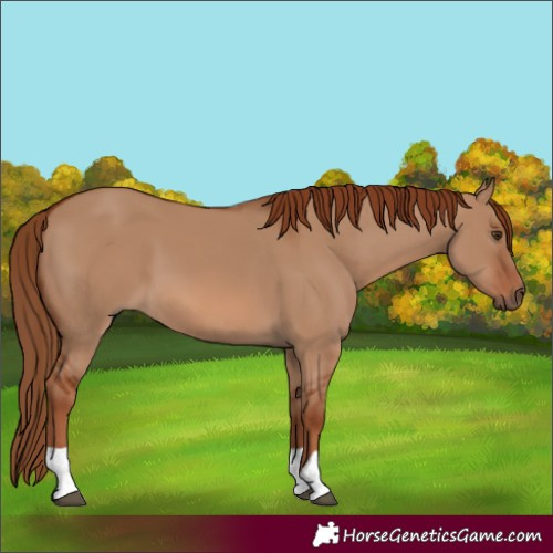 Horse Color:Red Dun 
