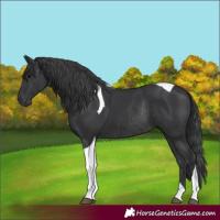 Horse Color:Black Tobiano Rabicano