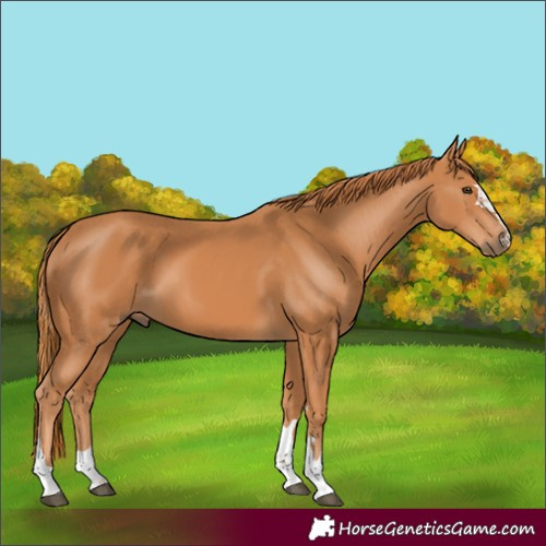Horse Color:Chestnut 