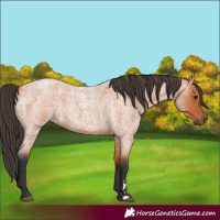Horse Color:Bay Roan 