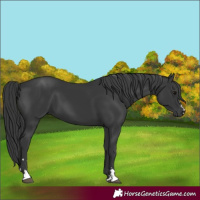 Horse Color:Black 