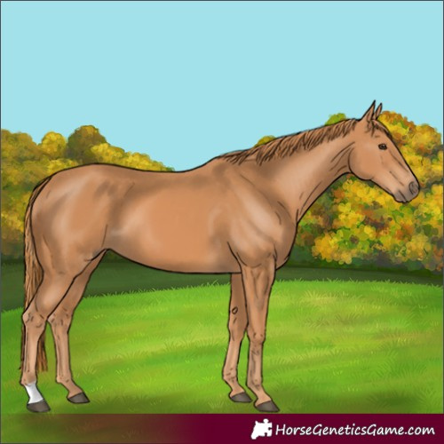 Horse Color:Chestnut 