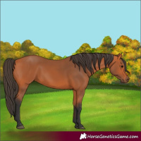 Horse Color:Bay 