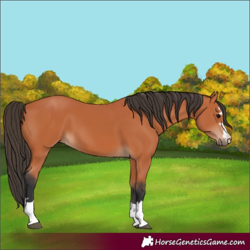 Horse Color:Bay 