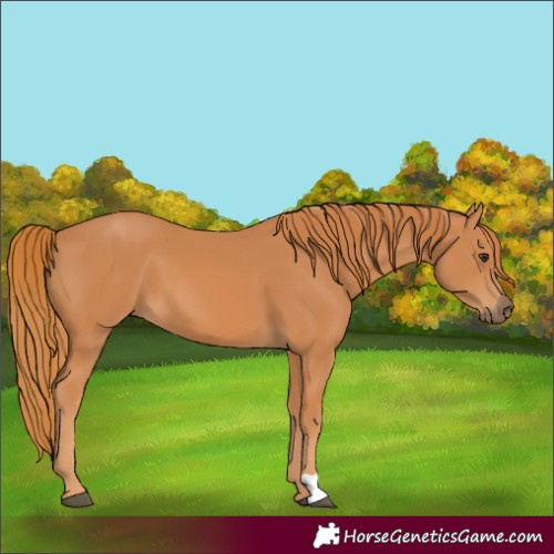 Horse Color:Chestnut 