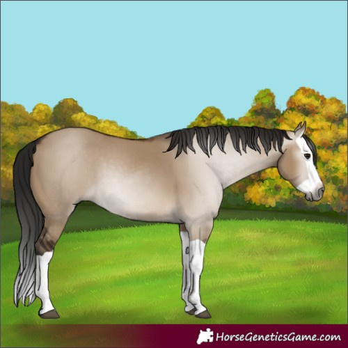 Horse Color:Gray Bay Dun Splash 