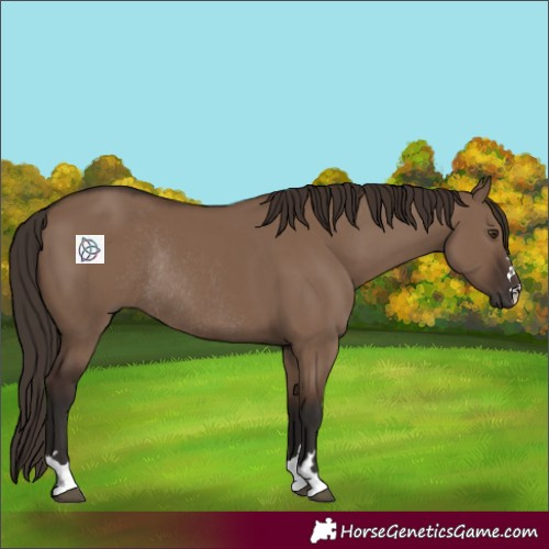 Horse Color:Liver Red Dun Rabicano 