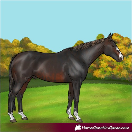 Horse Color:Liver Chestnut  and Brown 